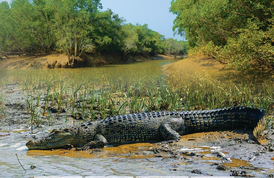 Bhitarkanika Tour